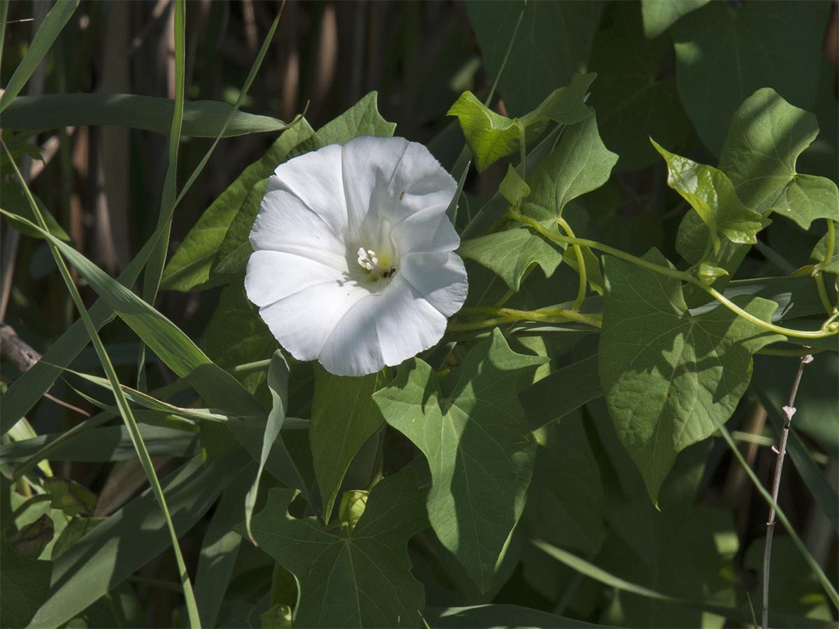 Calystegia sepium